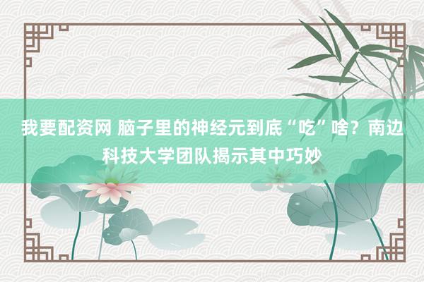 我要配资网 脑子里的神经元到底“吃”啥？南边科技大学团队揭示其中巧妙